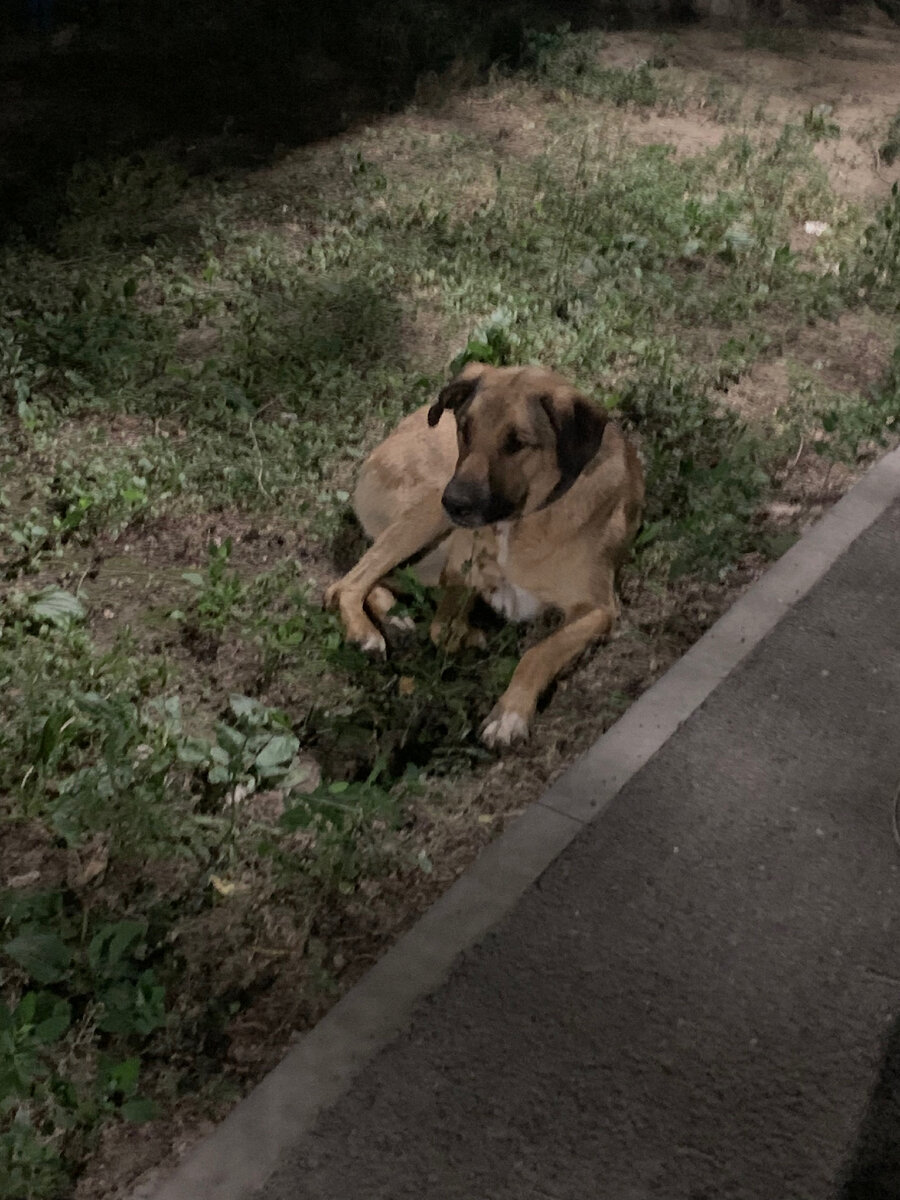 Васёк, тут он не кажется большим, но поверьте, он раза в 1,5-2 больше Ричика