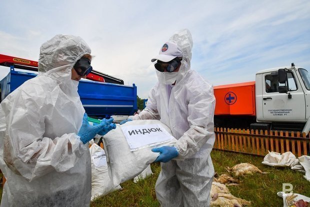 Из-за эпидемии птичьего гриппа Мадьяровы вынуждены были уничтожить все поголовье птицы. Фото: realnoevremya.ru/Максим Платонов 