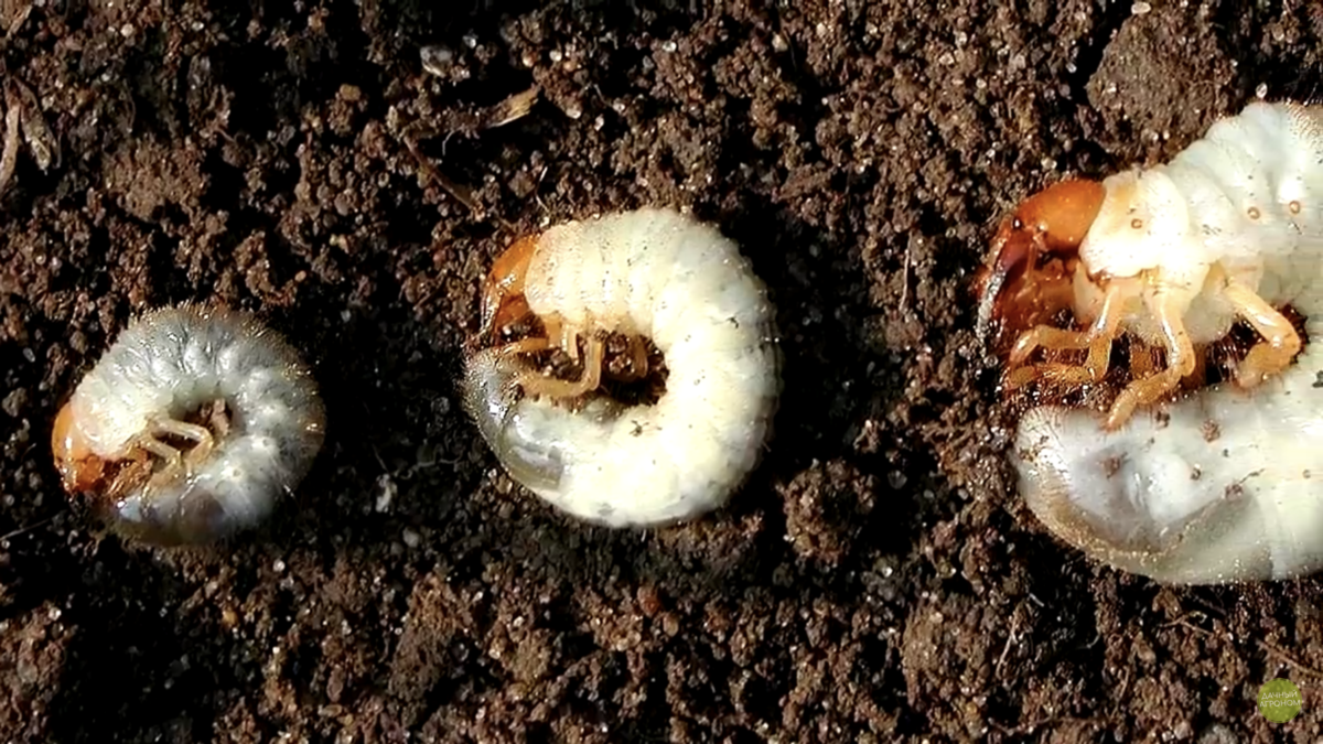Личинки майского жука в теплице. Личинка майского жука и медведки.