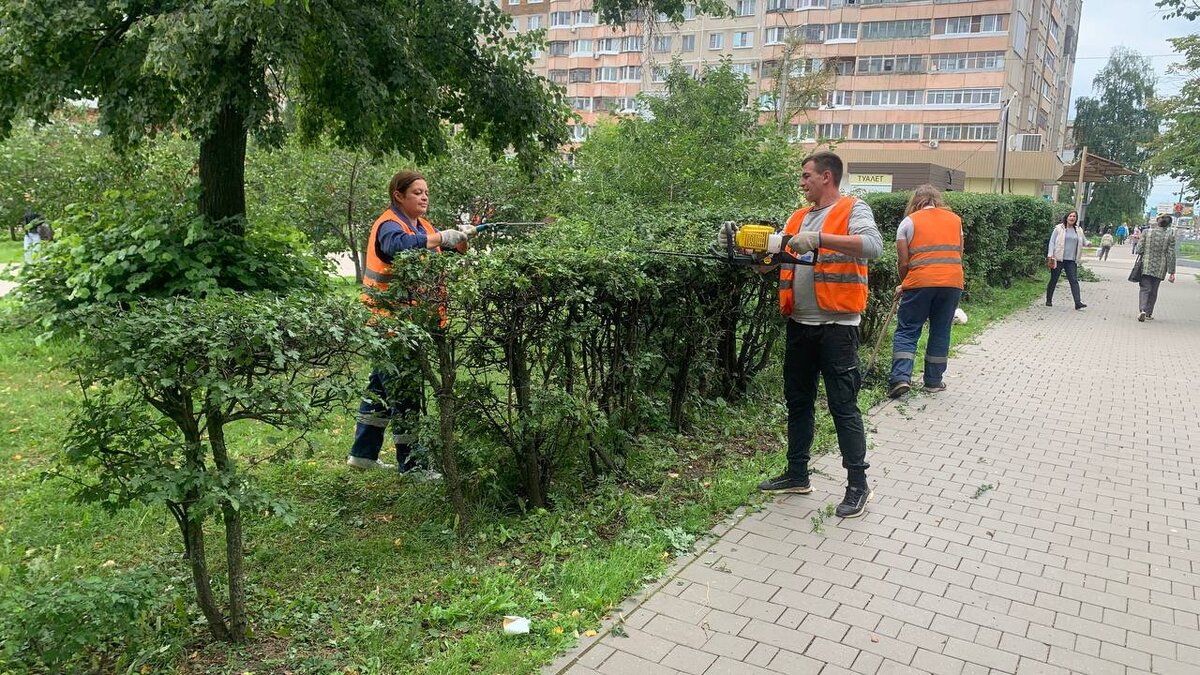 900 кустов защитят туляков от пыли с дорог | Вести Тула | Дзен