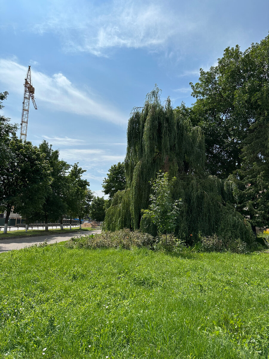 Вот такая плакучая ива попалась по дороге утром, прям под мое настроение😁