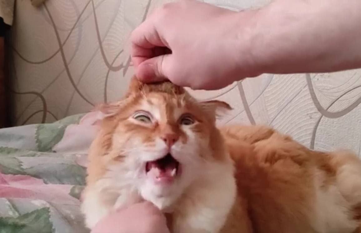 На фото: кот Сеня, который подвергался жестокому обращению со стороны бывшего владельца