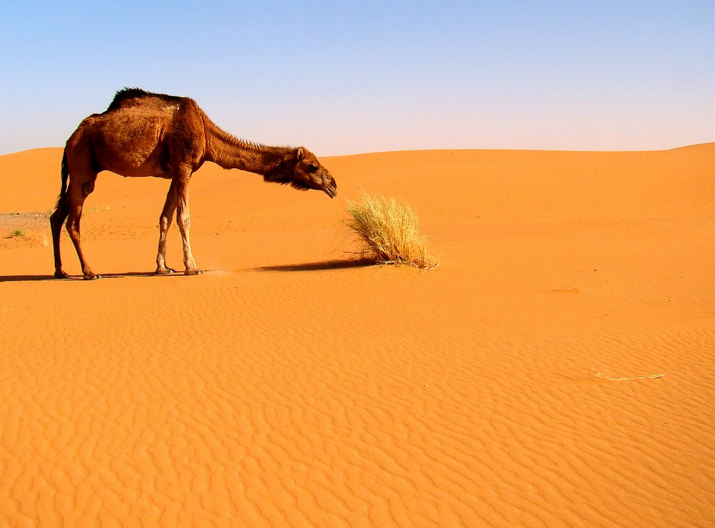 Sahara Desert растения