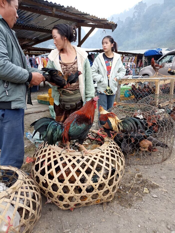 На одном из погран. переходов, в северной части Лаоса (и Вьетнама тоже), есть большой сельско-хозяйственный рынок, который работает только по воскресеньям.