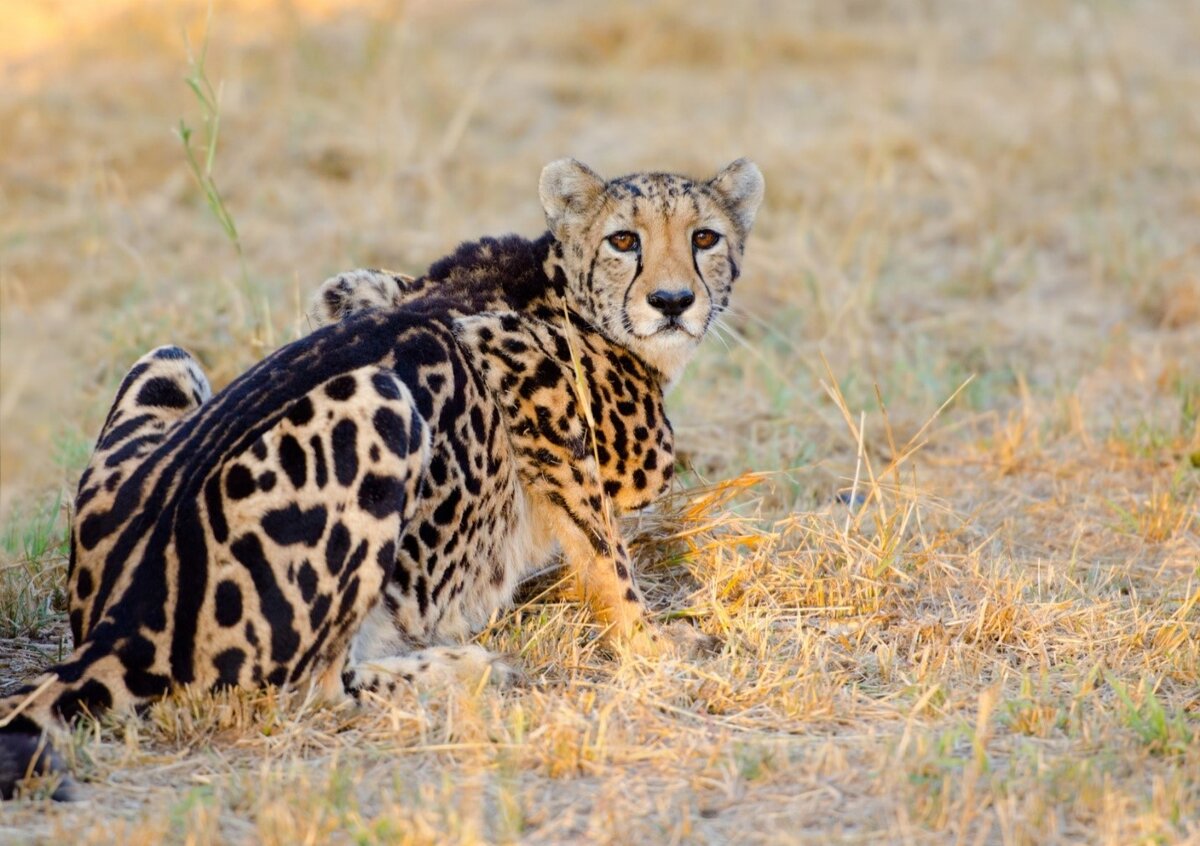 Королевский гепард