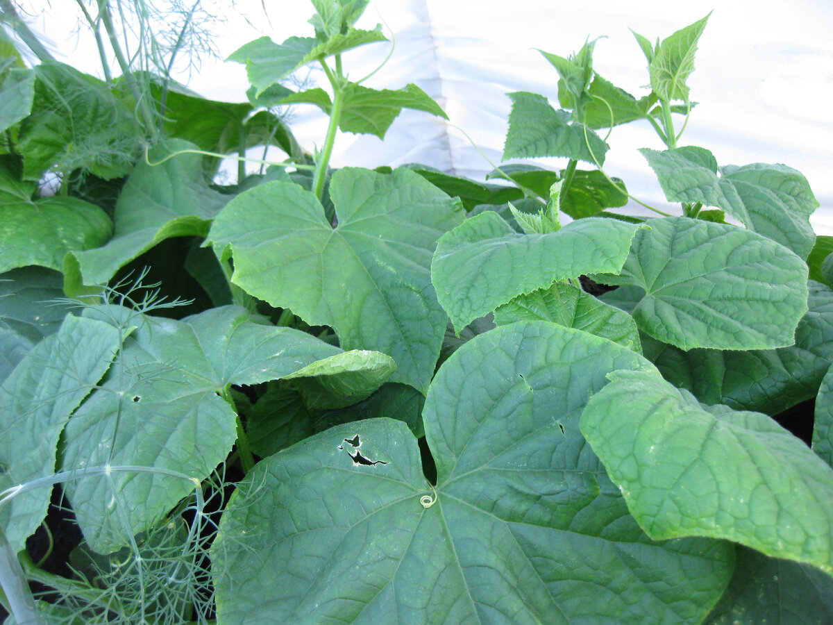 Гибрид огурца "Гигант из Поднебесной F1" под дугами и укрытием, фото автора