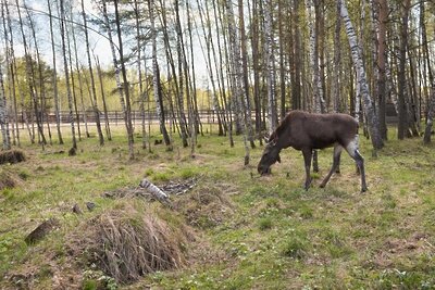    Лосиная биостанция в Подмосковье ©Александр Манзюк РИАМО