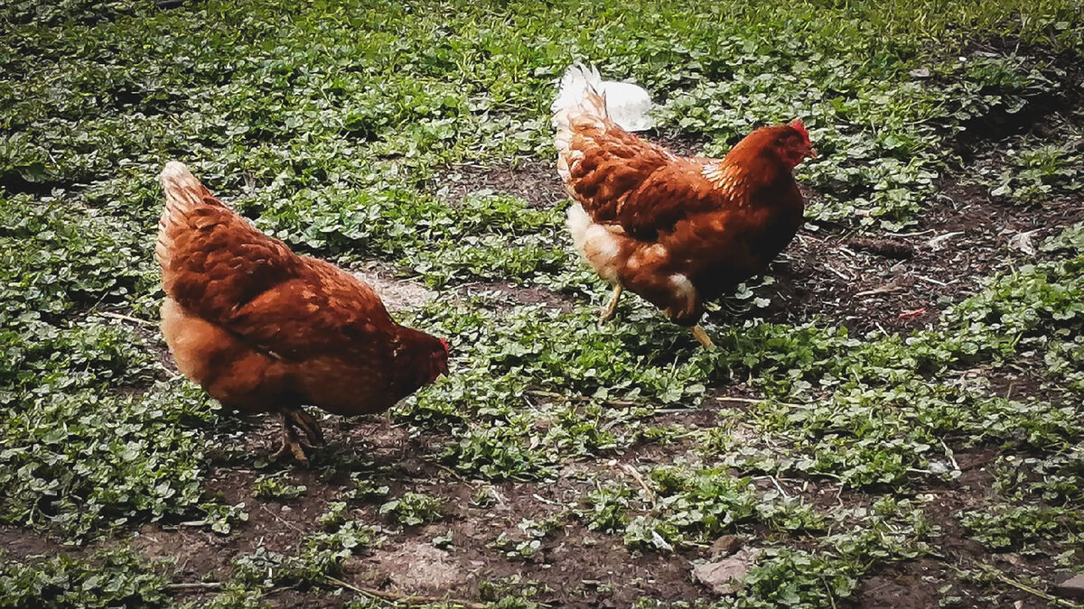     Ранее жители деревень записали видеообращение к представителям власти, в котором рассказали о невыносимом запахе и нашествии мух, а также выразили беспокойство по поводу чистоты местной реки. На жалобы отреагировали в Росприроднадзоре.
