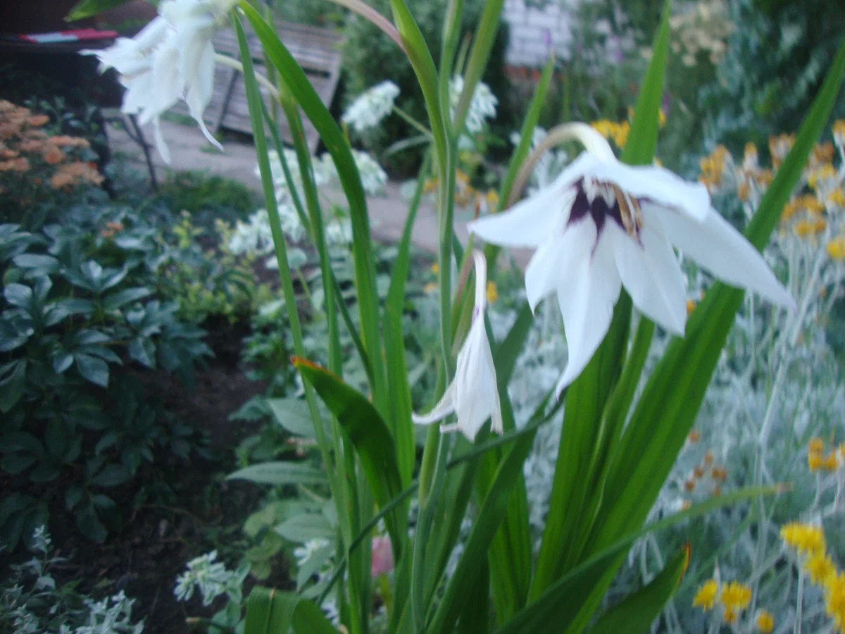 Acidanthera bicolor дома на подоконнике