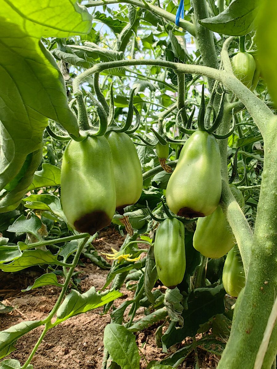 первая кисть томата Сникерс с полным поражением плодов