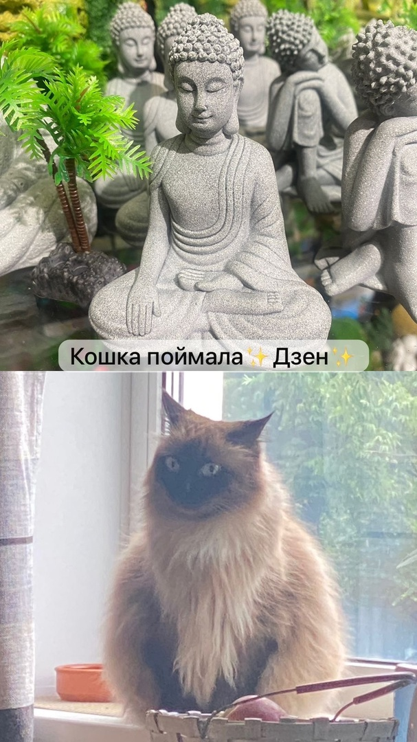 Кошка Муся поймала  Дзен