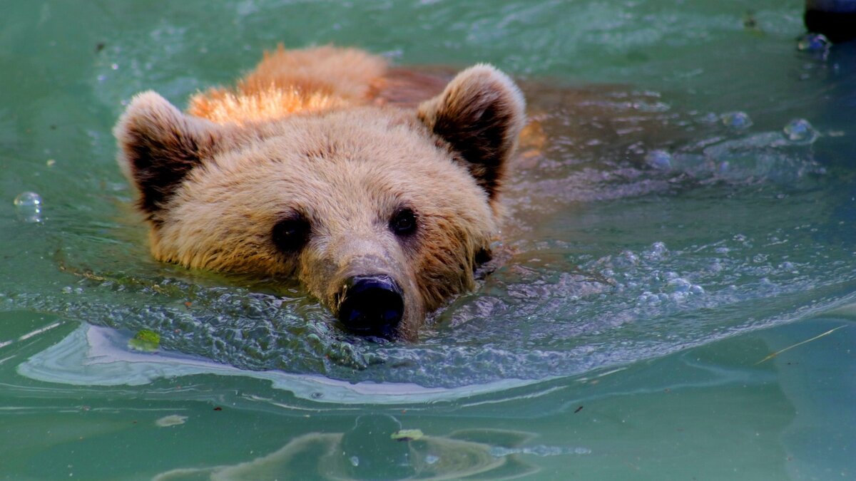     В Хакасии этим летом жители уже не раз сталкивались с косолапыми. Медведи выходили на трассы, дороги, смотровые. Рассказываем, с чем это связано.
