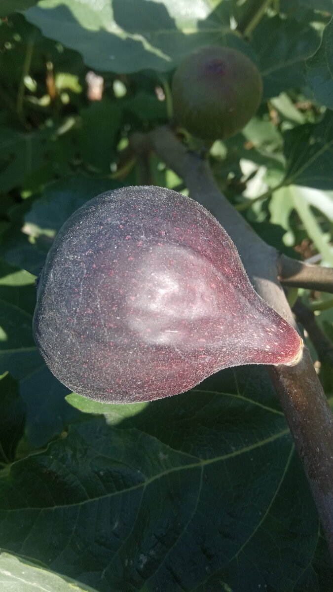 Крымский Черный. Сезон 2023г.