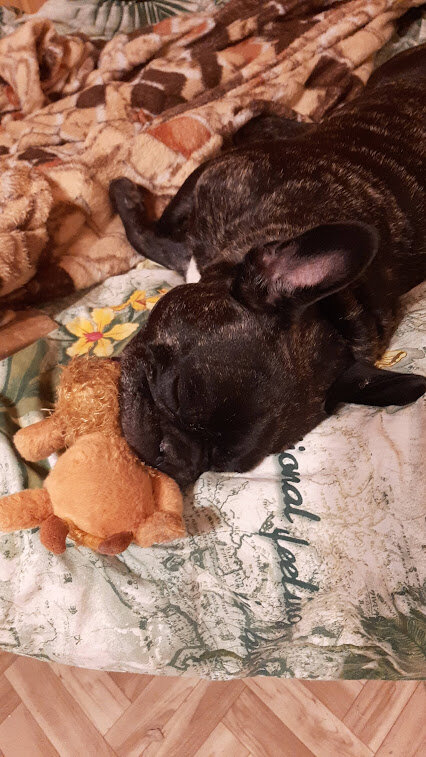 Пирожок так спит. Любимая игрушка в зубах и полностью перекопанная моя постель.
