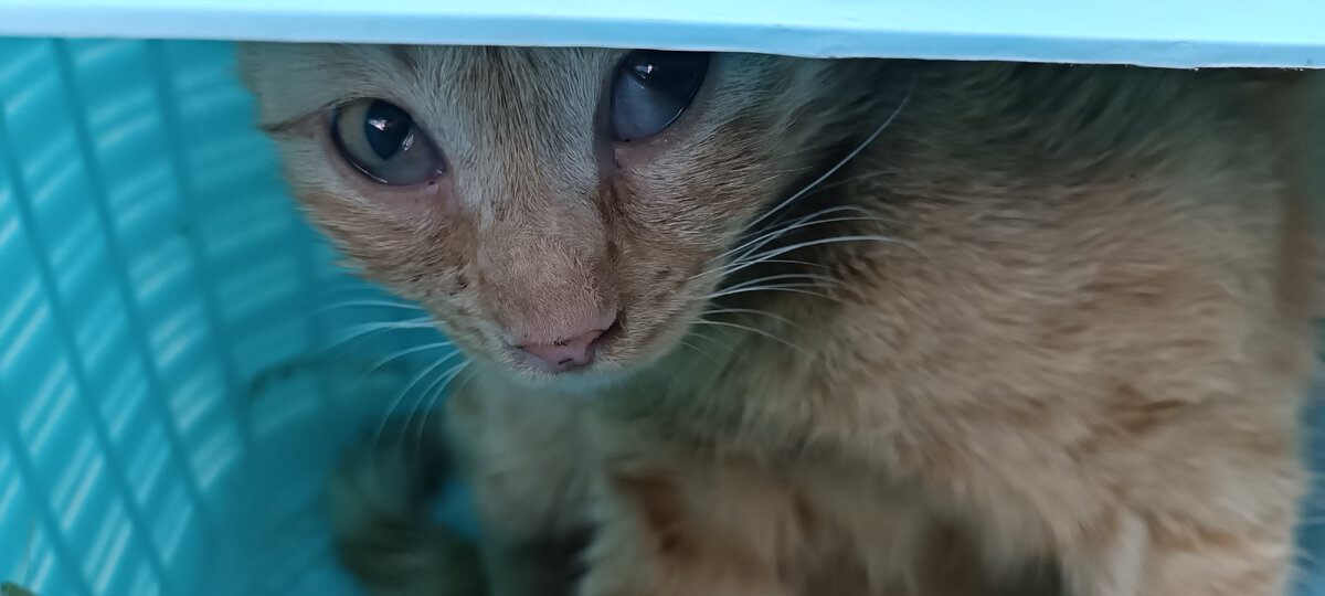 Лизка в корзинке у врачей