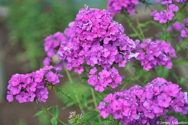 Флокс Гардемарин при дневном освещении