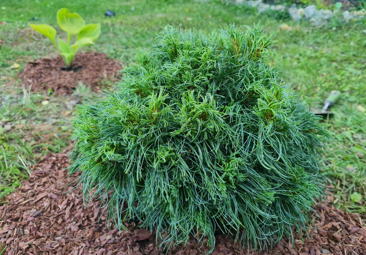 Мой саженец сосны Грин Твист