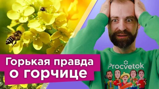 Осторожно, горчица! Не спешите сеять горчицу, пока не узнаете важный нюанс