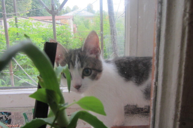 сижу за окошком - гуляю я так...