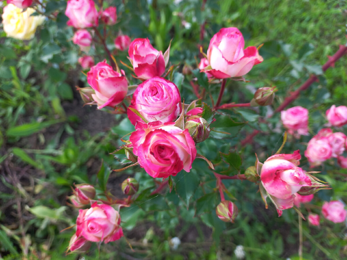 Красивые розы без тли