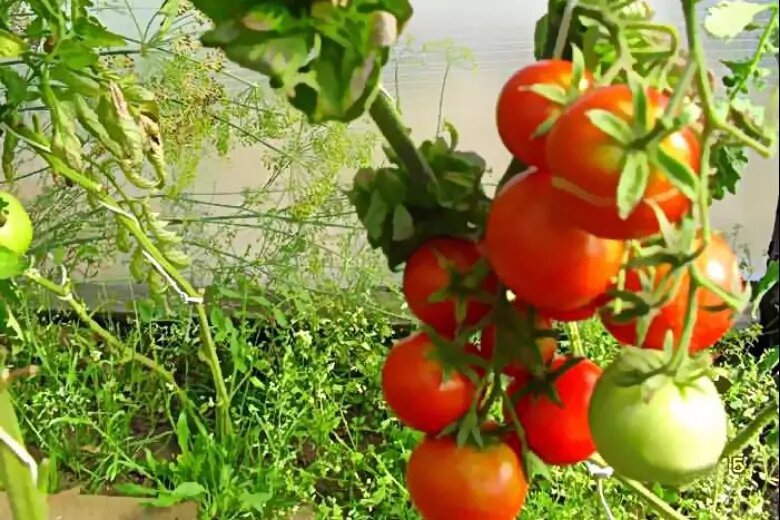 томаты сорт палка фото. колоновидный томат палка. томат сорт палка. помидоры палка колоновидные. палка — колоновидные томат.