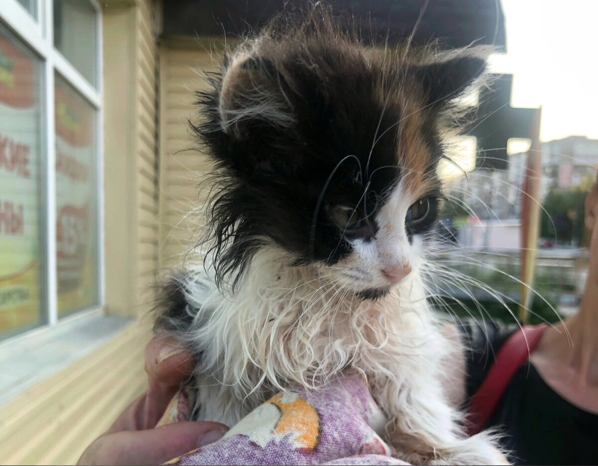 Котёночек беззвучно лежал в коробке