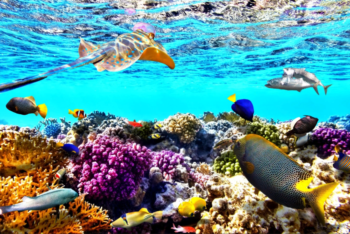 Лучший коралловый риф. Шарм-Эль-Шейх море. Риф Шарм-Эль-Шейх. Большой Барьерный риф Австралия подводный мир. Подводный мир Египта Шарм-Эль-Шейх.
