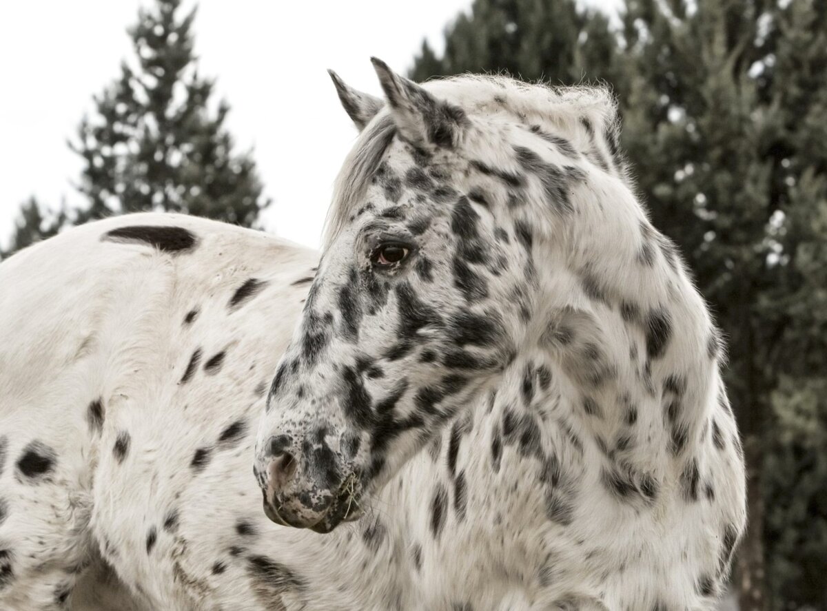 Фото: seriouslyequestrian-com