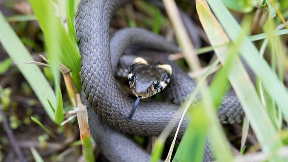   Обыкновенный уж. Фото: Artush / Shutterstock / Fotodom