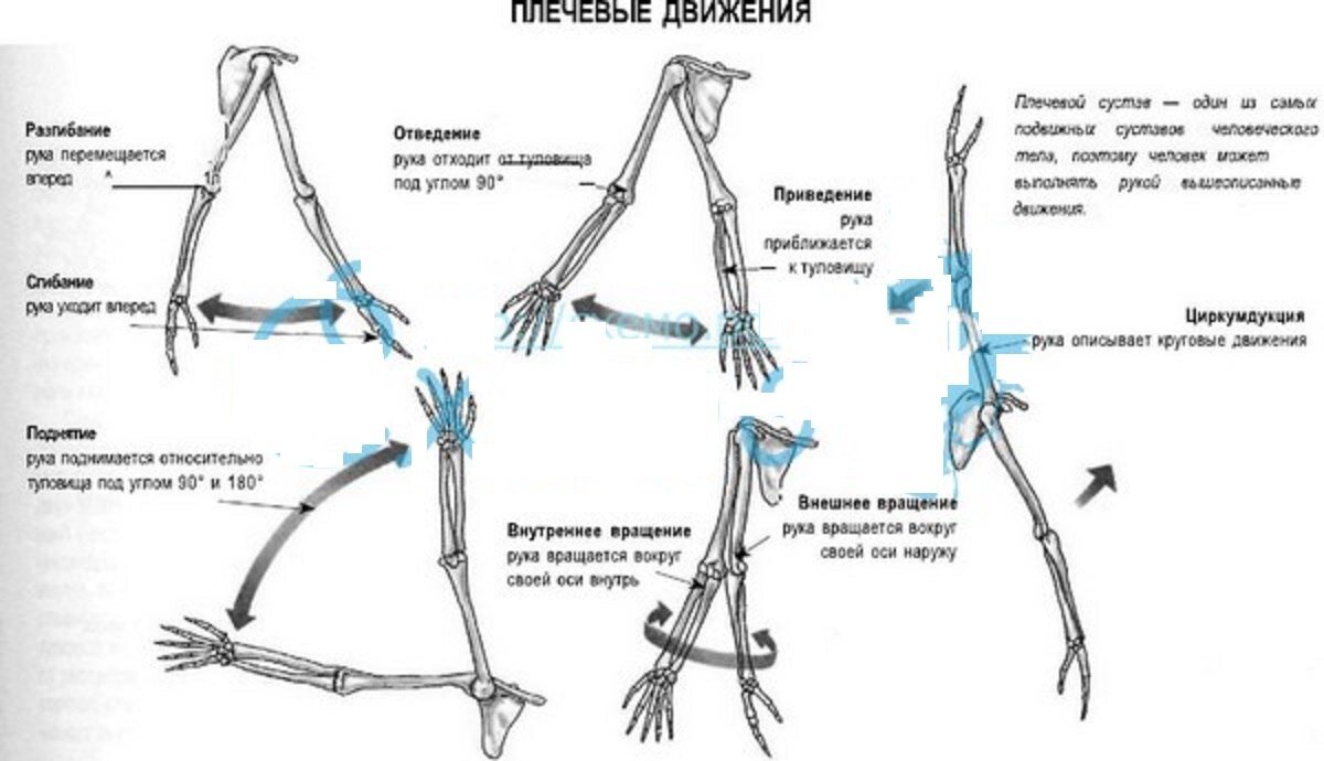 Степени свободы суставов. Оси движения в суставах верхней конечности анатомия. Движение пояса верхних конечностей. Движения в суставах плечевого пояса. Механизм движений верхней конечности.