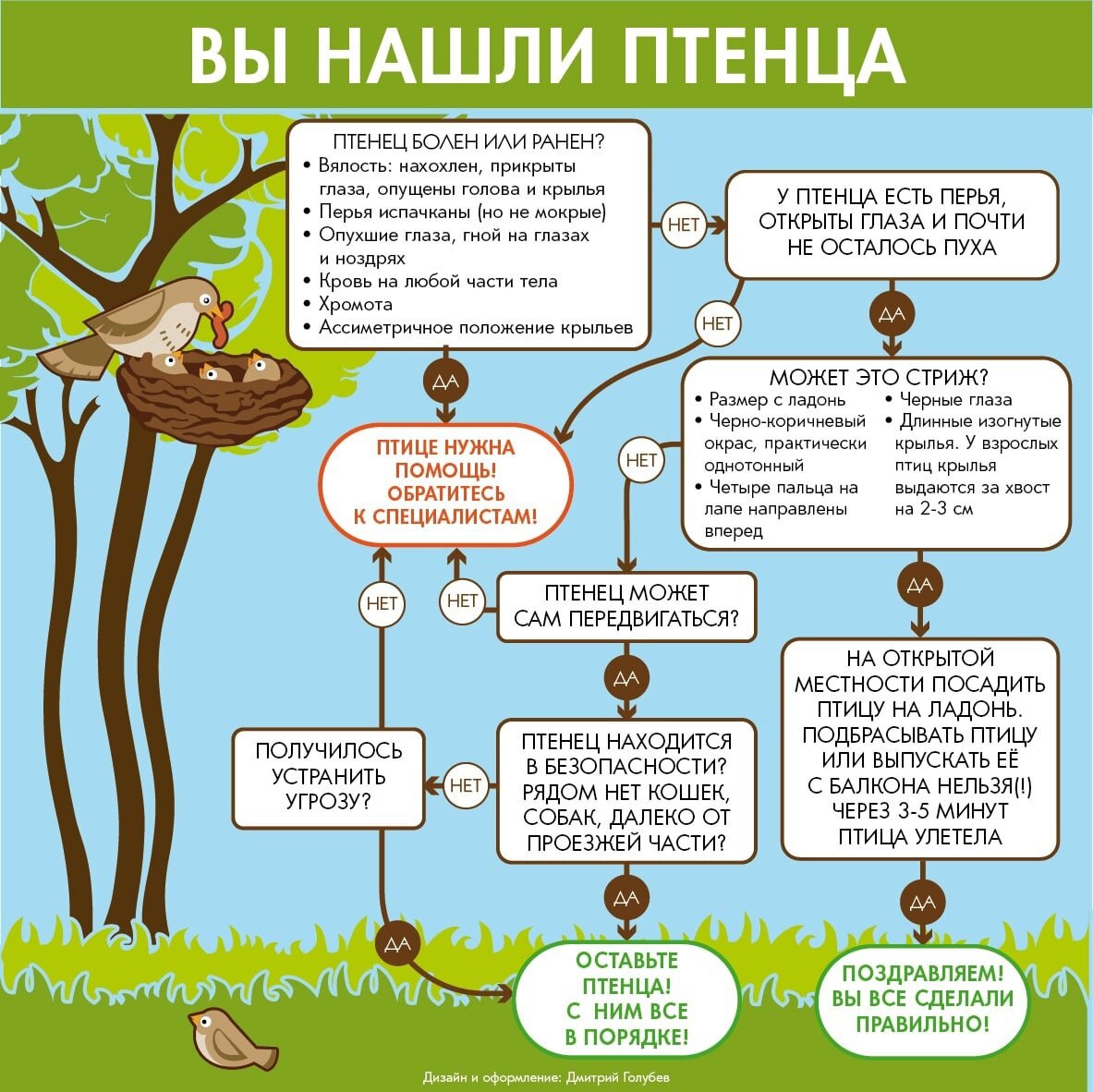 Нашли птенца дикой птицы. Что делать?​ В первую очередь подумать. | Улитка  Марта - понятная биология | Дзен