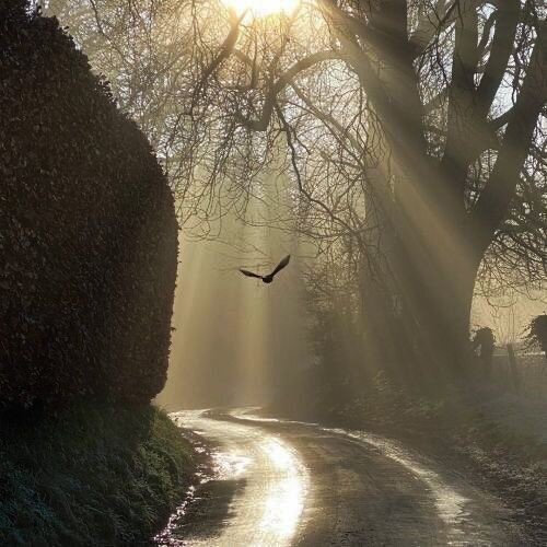 Дорога в лесу 