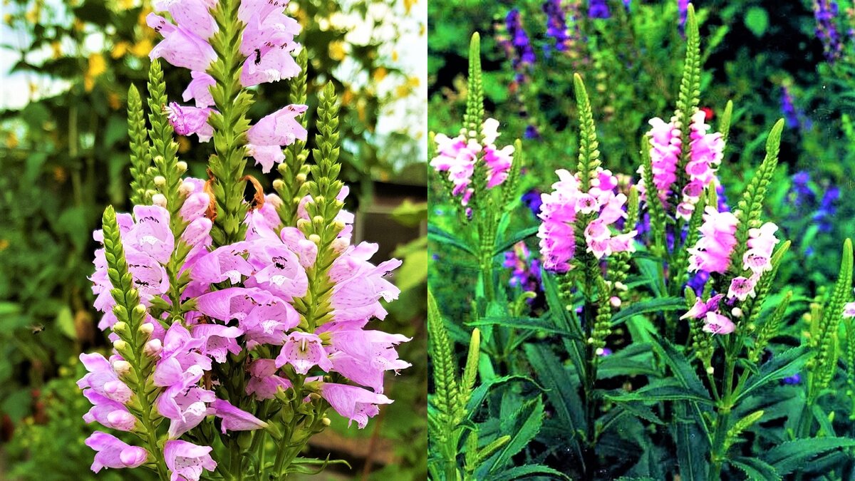 Неприхотливый изящный и живучий цветок для вашего сада | GardenLife | Дзен