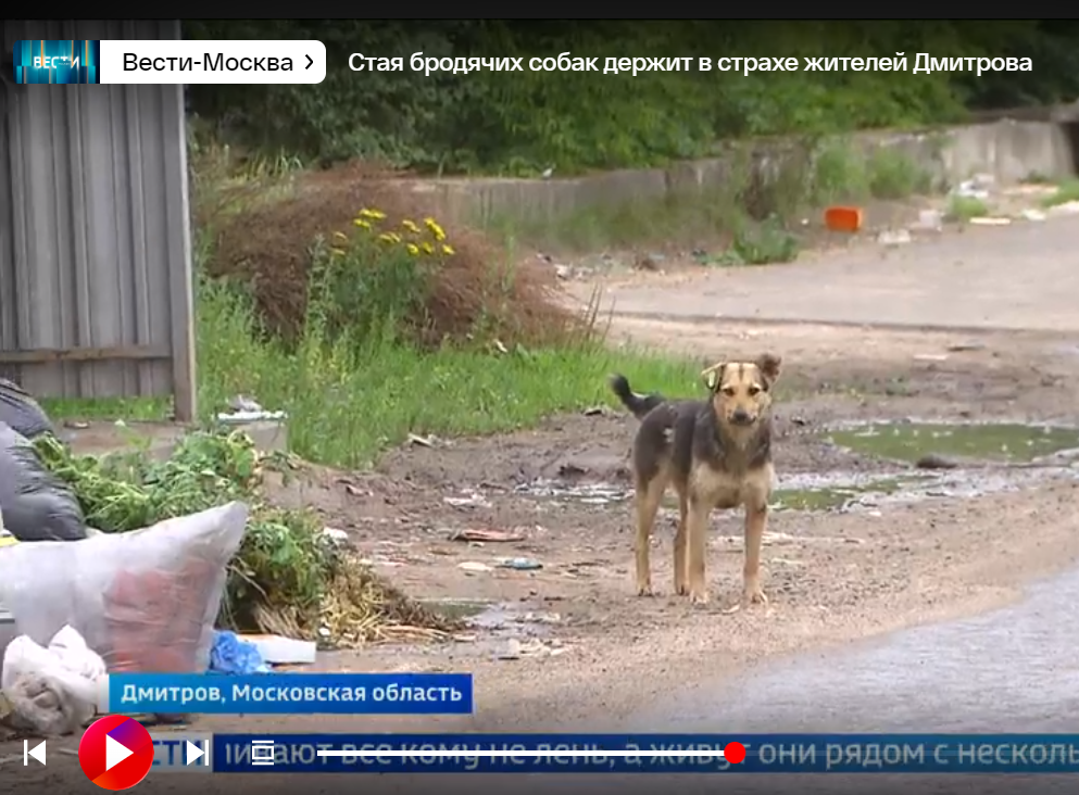 Фото бездомных собак на улице