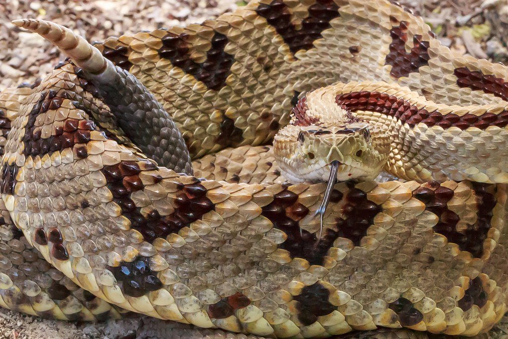 две гремучие змеи выползли одновременно. калифорнийская кобра. брачный танец гадюк. Crotalus mitchellii. две гремучие змеи выползли одновременно.
