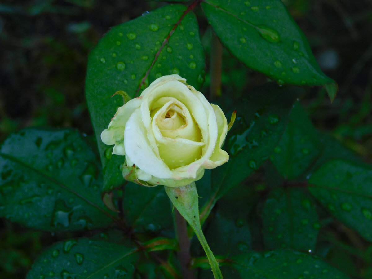 Фото автора канала