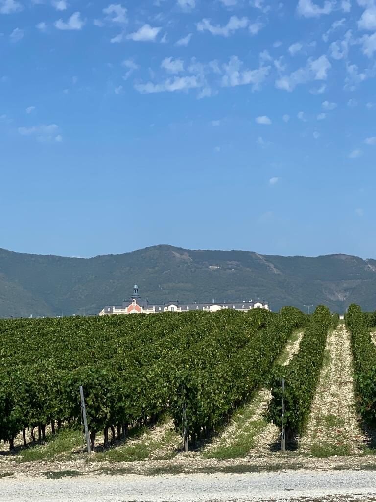 Виноградники.