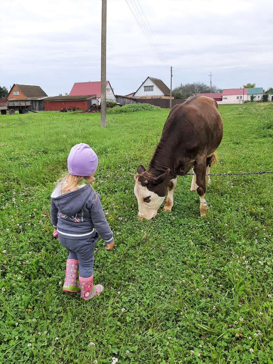 Дочка с юных лет знакома с коровами🐄