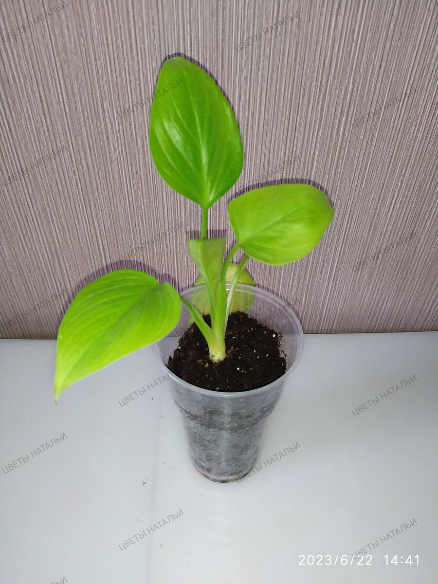 хомаломена Лемон Лайм