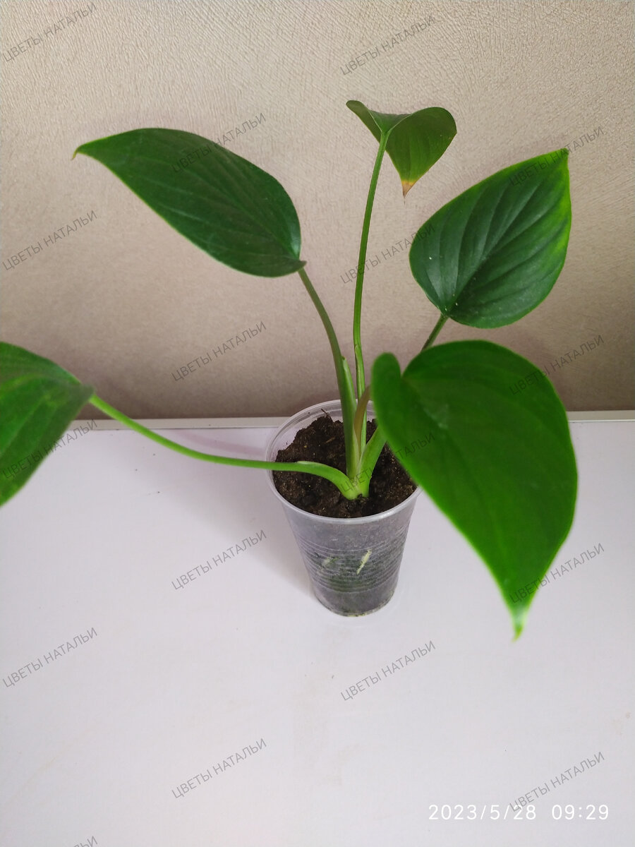 хомаломена Эмеральд Гем