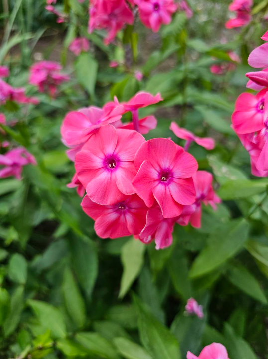 Краски лета🌸