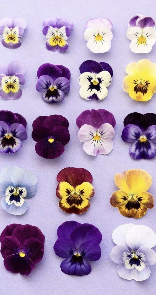 Картинки цветка Анютины глазки (48 фото) – Империя растений
