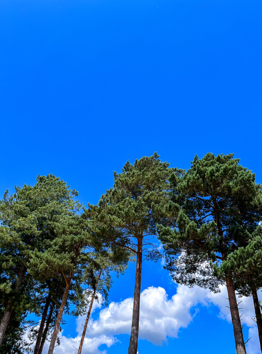 Сосенки в Elveden Forest