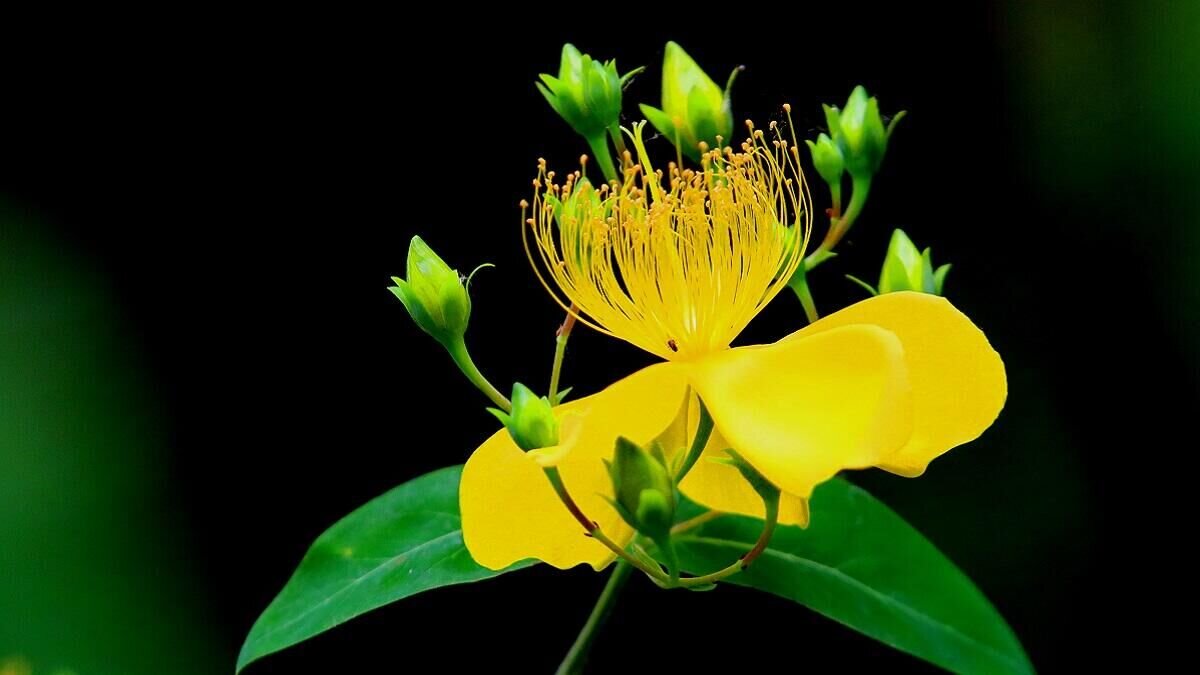    Зверобой© Globallookpress