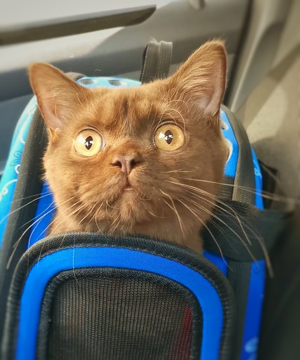 Похоже мы куда-то едем