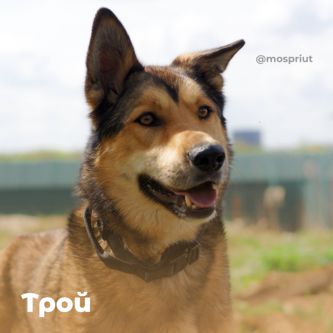 Трой из приюта Щербинка