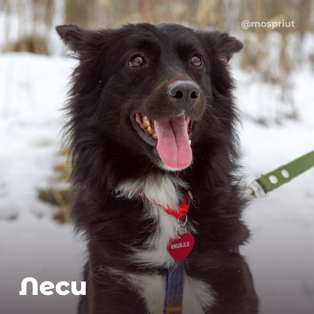 Леси из приюта Щербинка