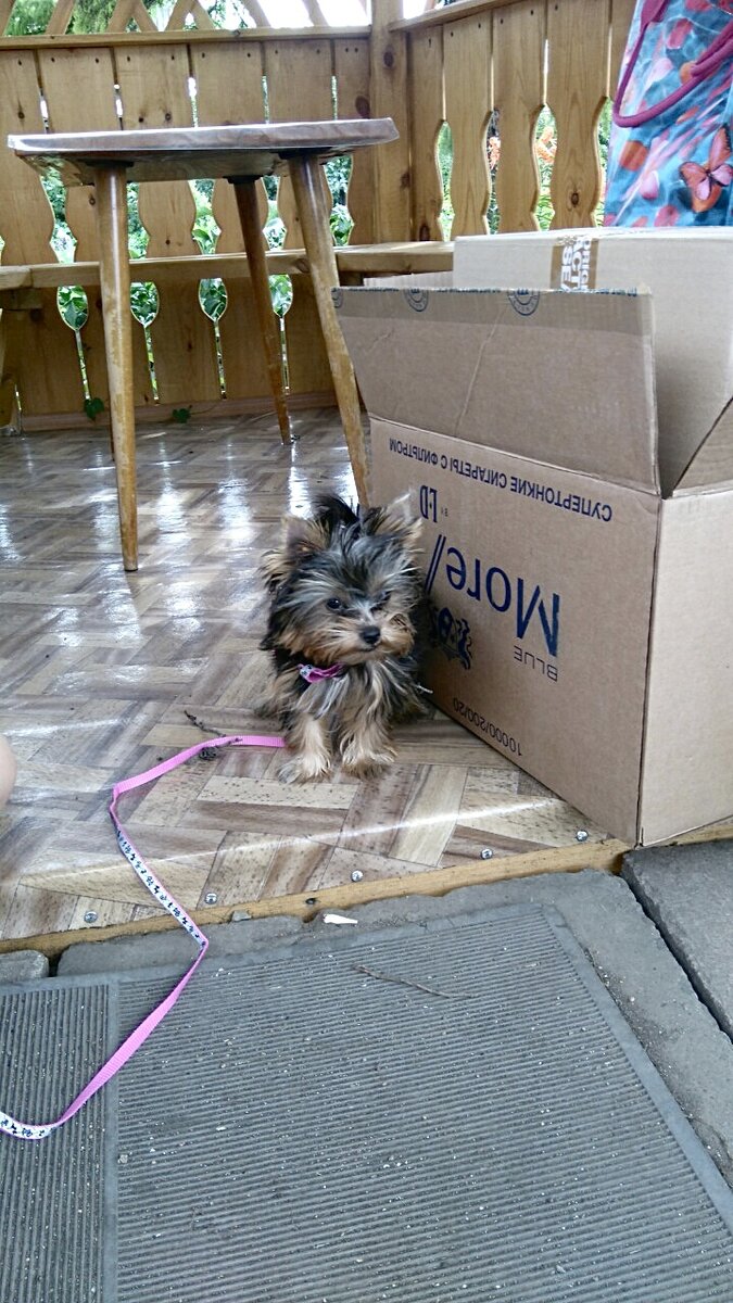 Первое знакомство с дачным участком. 