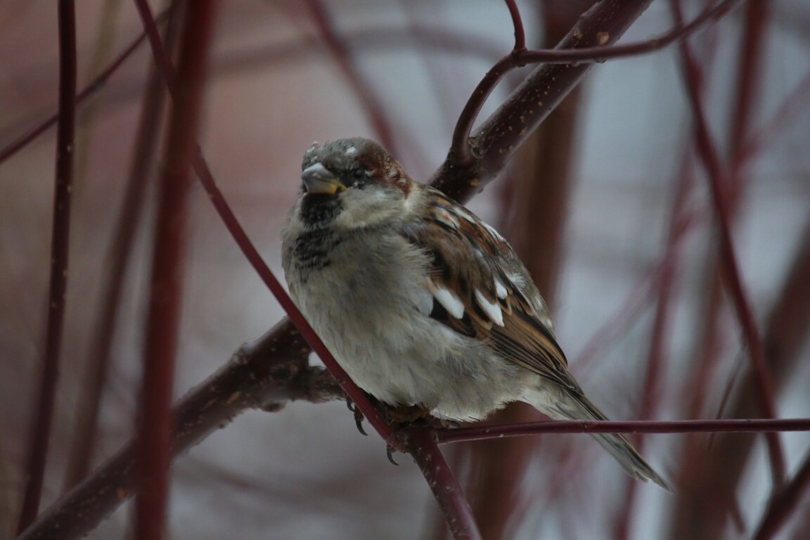 Частично альбинос воробья- есть на пере белый цвет. Автор фото В.В.Романов. Место съемки СПб