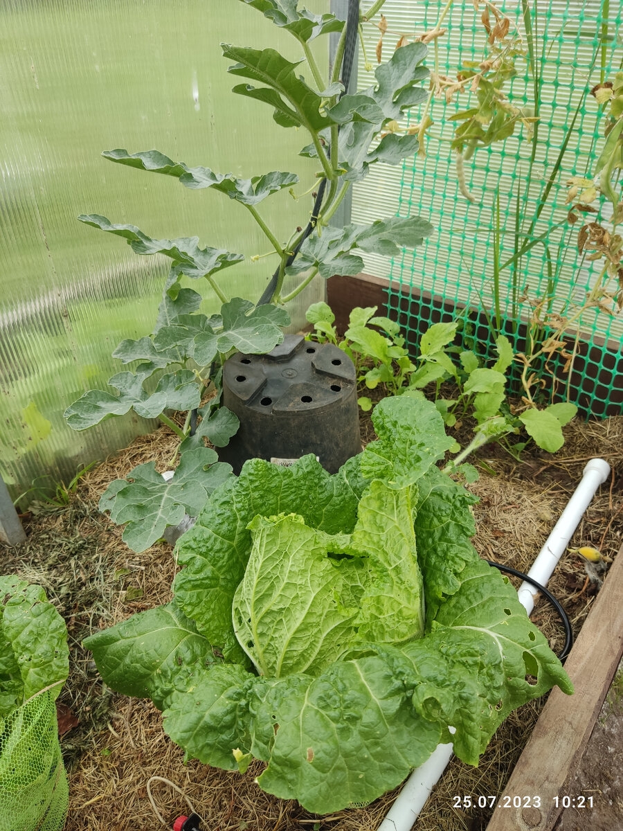 Сидит себе в теплице, завязывает качанчик